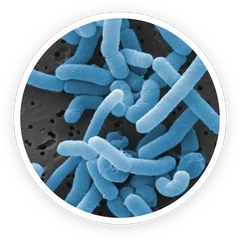 Lactobacillus paracasei probiotic strain under microscope