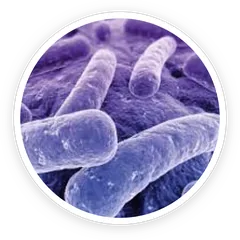 Bifidobacterium lactis BL-04 probiotic strain under microscope