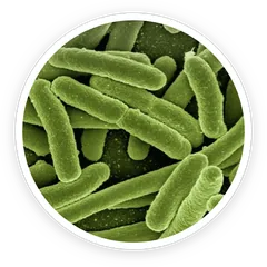 Lactobacillus reuteri probiotic strain under microscope